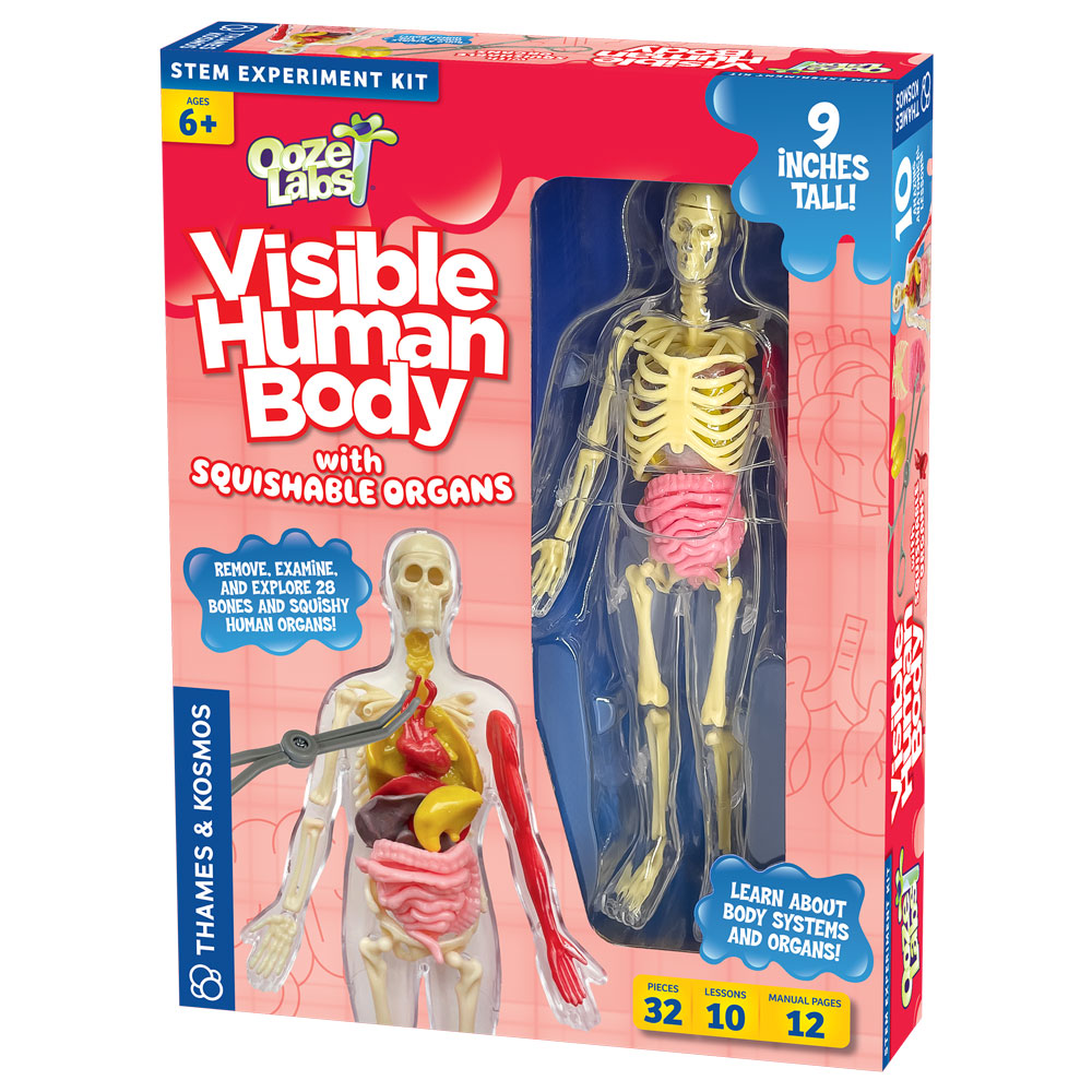 Thames & Kosmos Ooze Labs Visible Human Body with Squishable Organs