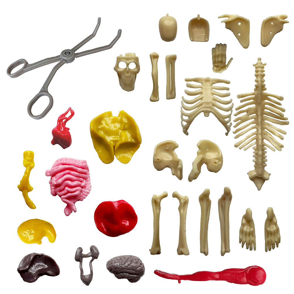 Thames & Kosmos Ooze Labs Visible Human Body with Squishable Organs