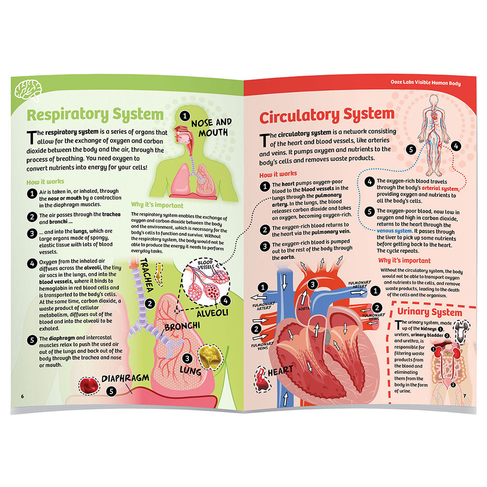 Thames & Kosmos Ooze Labs Visible Human Body with Squishable Organs