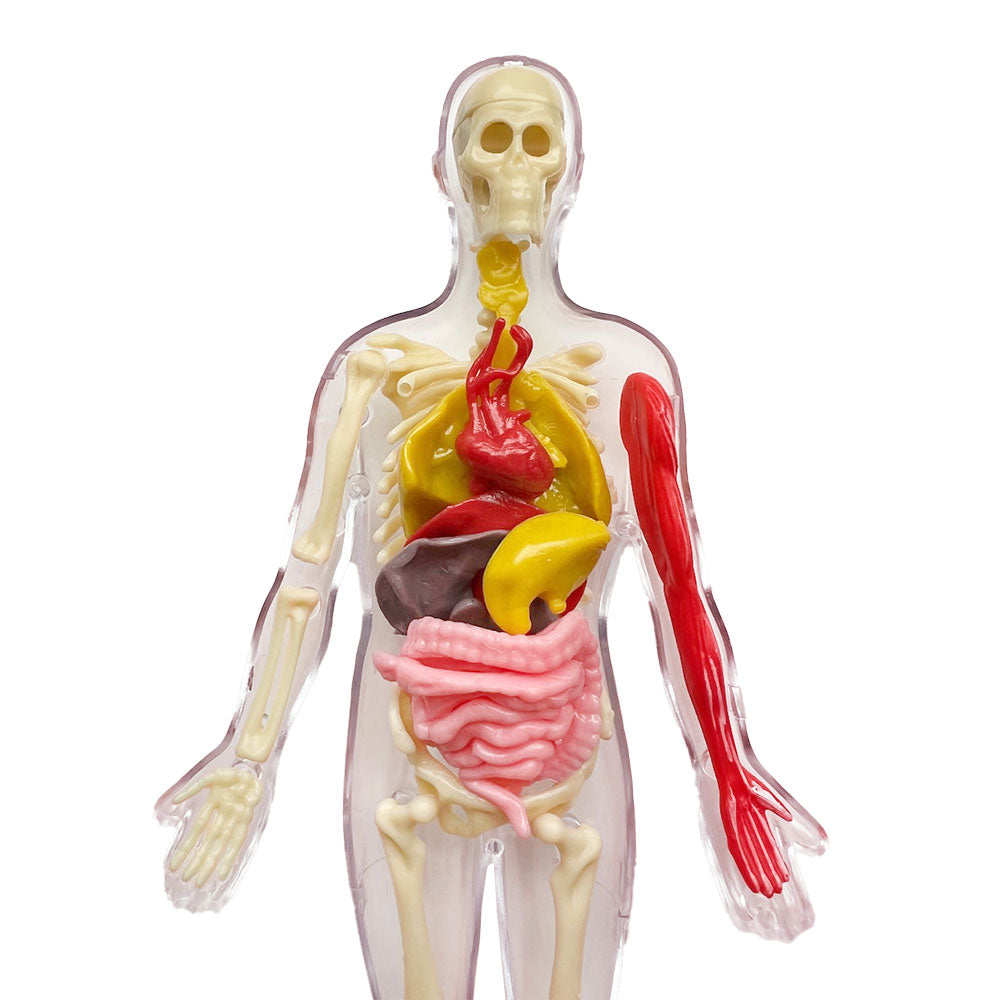 Thames & Kosmos Ooze Labs Visible Human Body with Squishable Organs