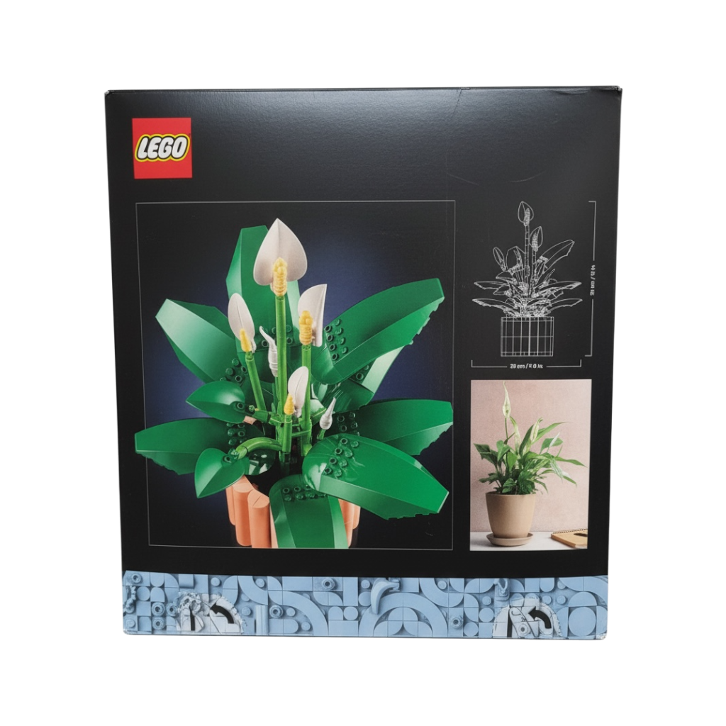 Peace Lily (11504)
